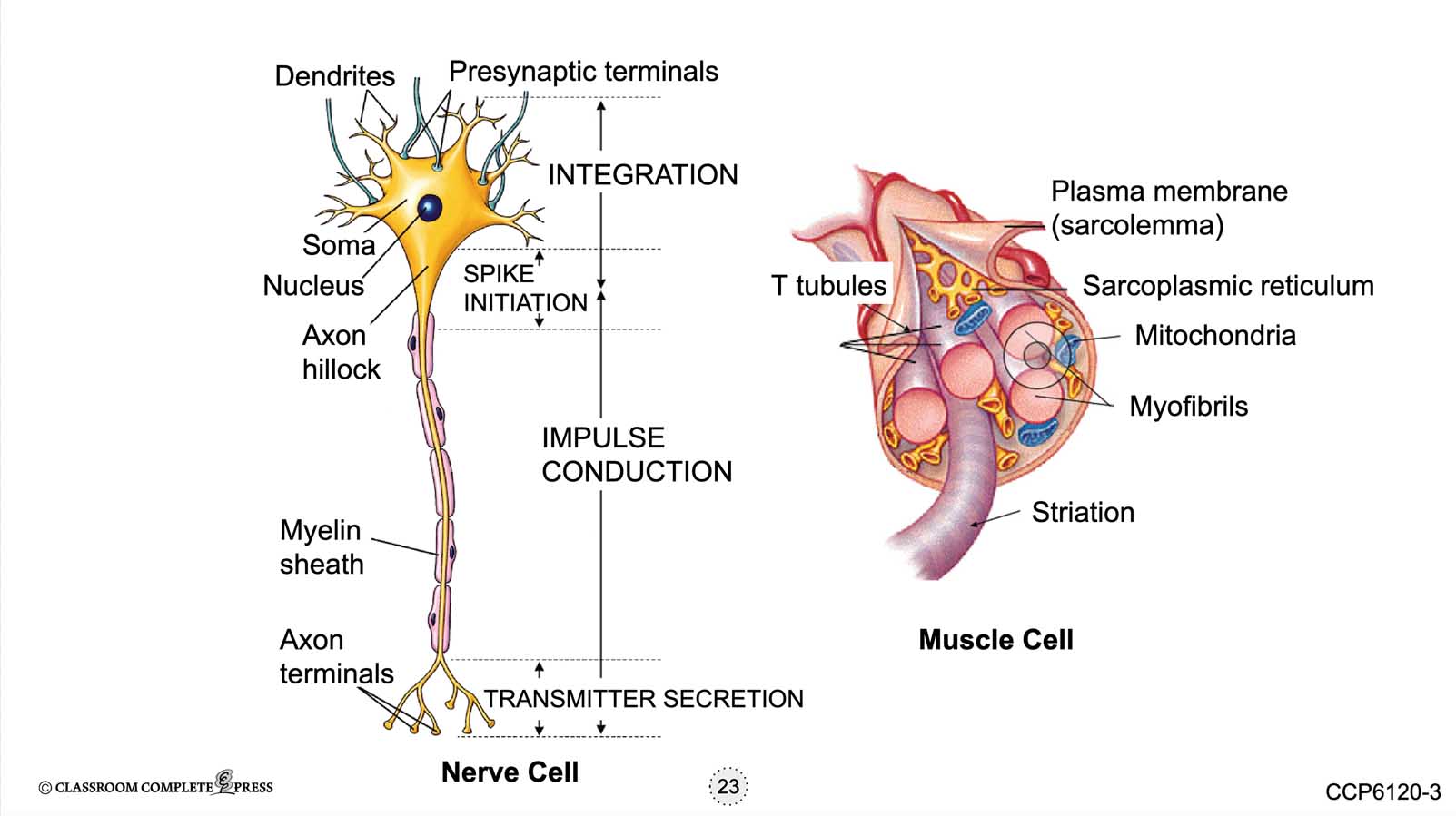 Cells, Skeletal & Muscular Systems: Cells, Tissues, Organs & Systems - Google Slides Gr. 5-8 - eBook