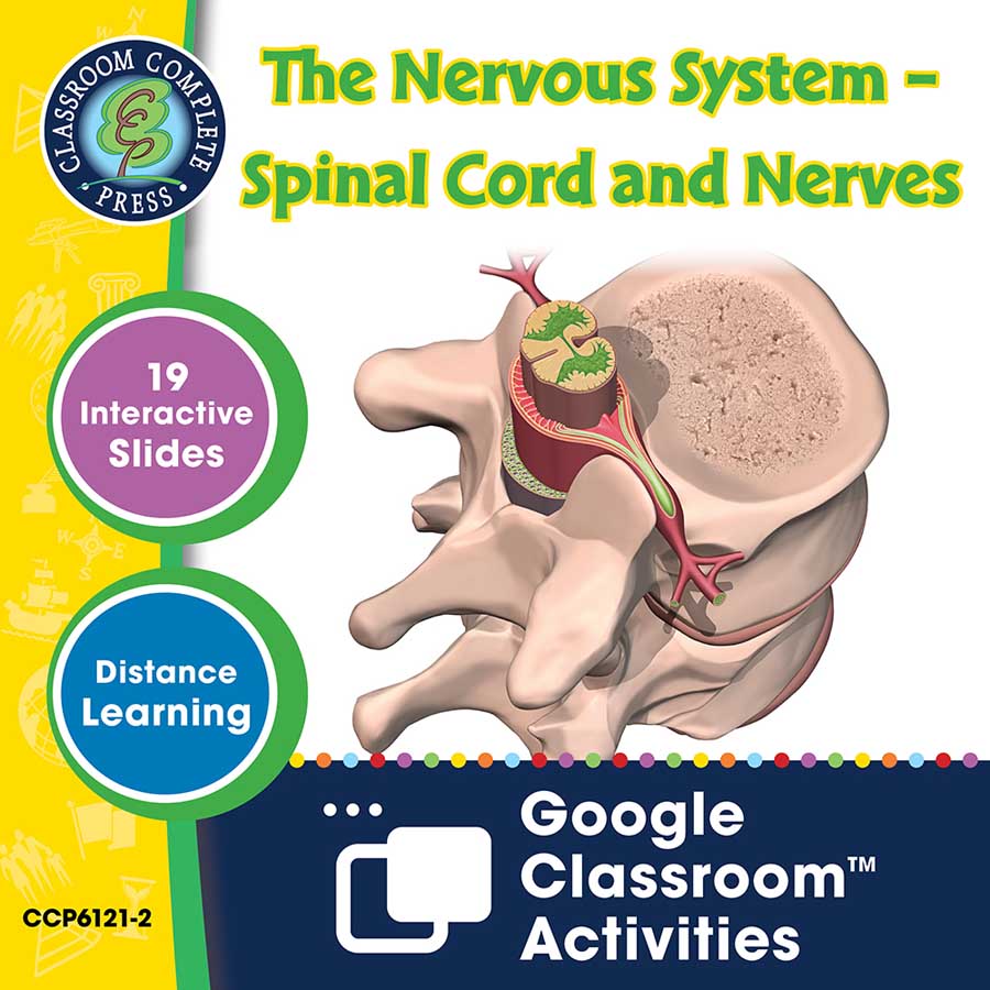 Senses, Nervous & Respiratory Systems: The Nervous System – Spinal Cord and Nerves - Google Slides Gr. 5-8 - eBook