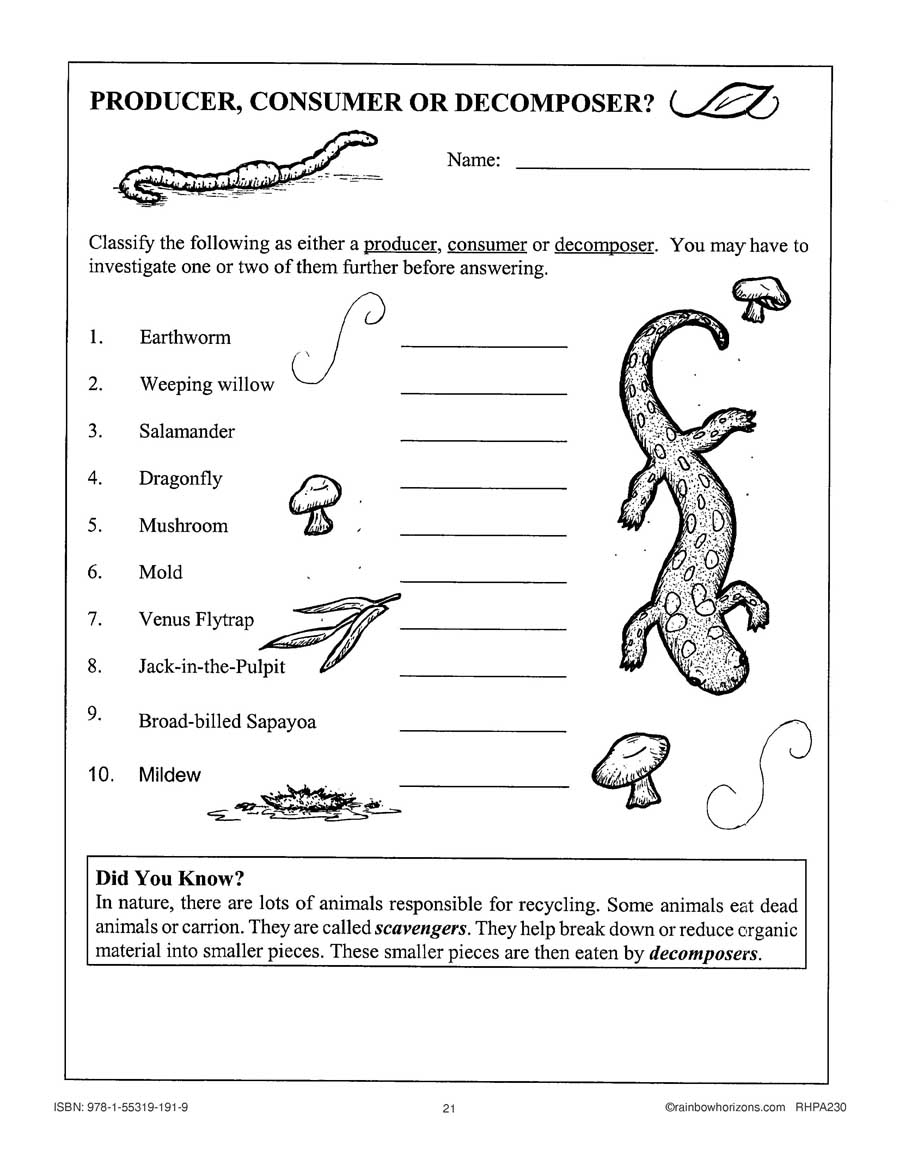 Producers Consumers And Decomposers Worksheets