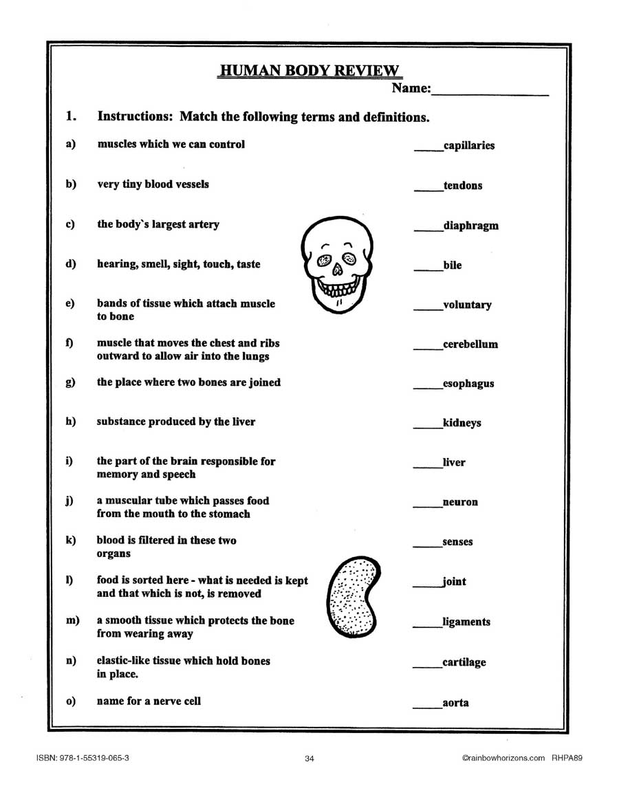 the-human-body-review-worksheet-grades-4-to-6-ebook-worksheet